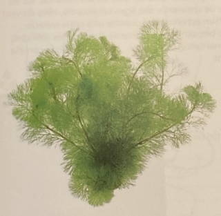 Cabomba aquatica